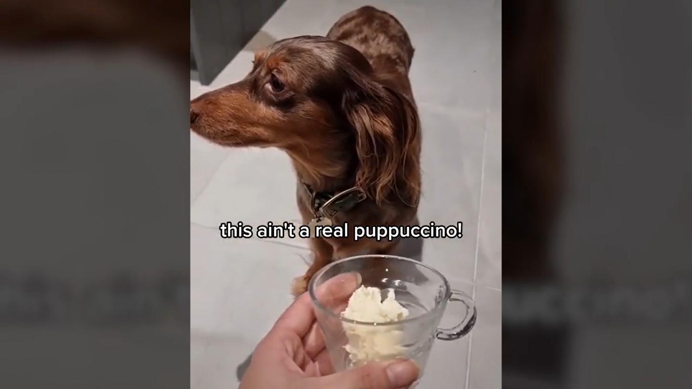 This Pup Refuses Puppuccino’s If It’s Not From His Favorite Coffee Shop… Starbucks!