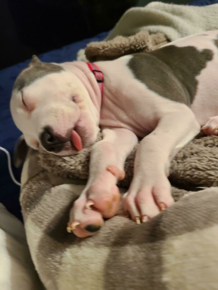 32 Times People Noticed Animals Enjoying A Nap And Just Had To Take A Picture