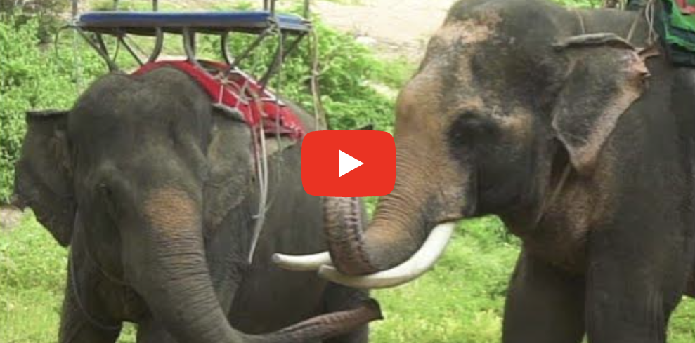Elephant Reunion: A Heartwarming Tale of Friendship Beyond Captivity