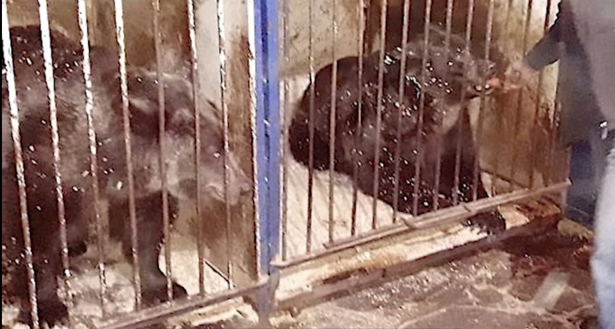 From Captivity to Freedom: The Heartwarming Journey of Masha and Lora, the Bear Sisters