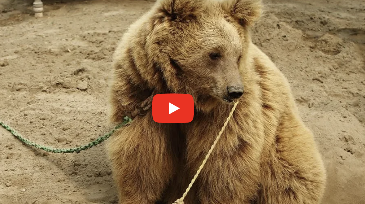 From Chains to Freedom: The Heartwarming Journey of Kainat, the Himalayan Brown Bear